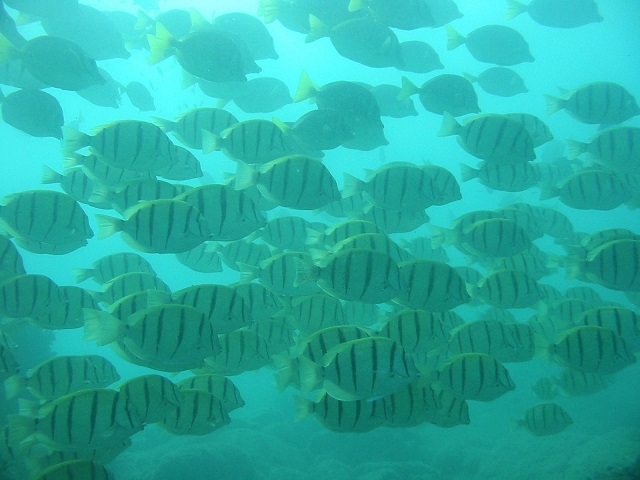 peces tropicales